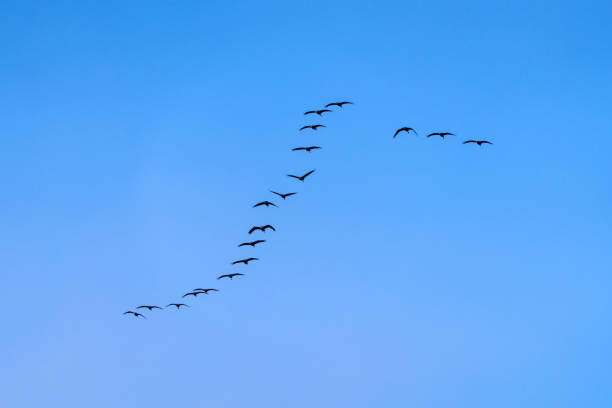 istock flock of black cranes flying in the blue sky 2193962961