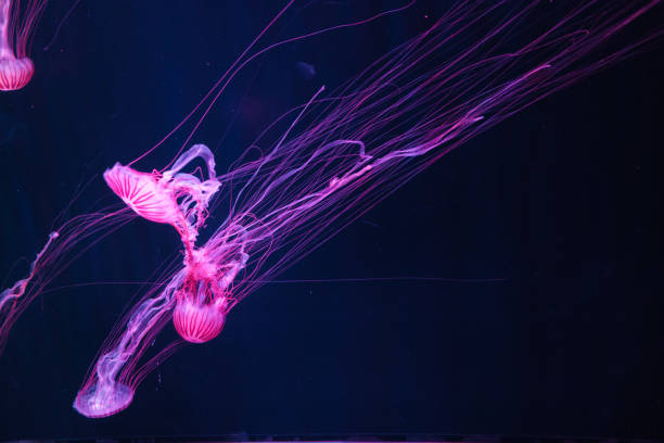 istock Radiant Pink Jellyfish in Motion – A Captivating Deep-Sea Ballet 2193963116