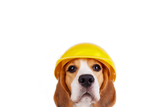 istock A beagle dog in a construction helmet on isolated background. 2193969306