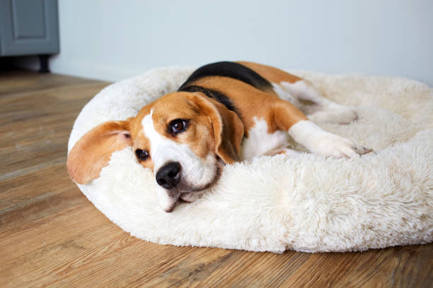 istock Beagle dog is lying on the dog bed 2193969479