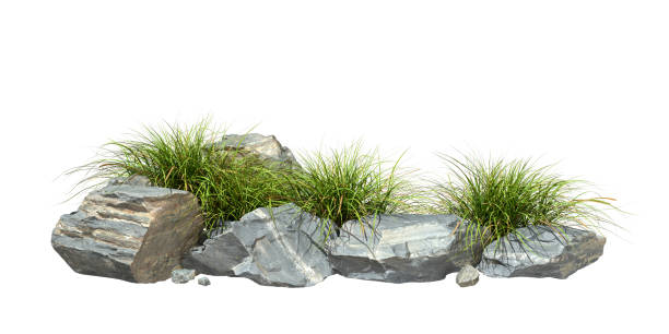 istock Cutout rocks landscape and weed growth white background 3d render 2193969950