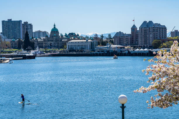 Victoria, BC, Canada - April 14 2021 : Victoria Inner Harbour. Historical buildings in the background over blue sky. Panoramic view. Full bloom cherry blossom during springtime.