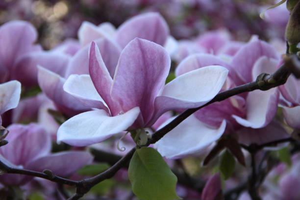 istock View of a large magnolia flower in full bloom 2193971494