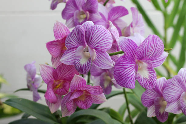 istock Stunning bright pink orchid flowers, vibrant and elegant 2193972120