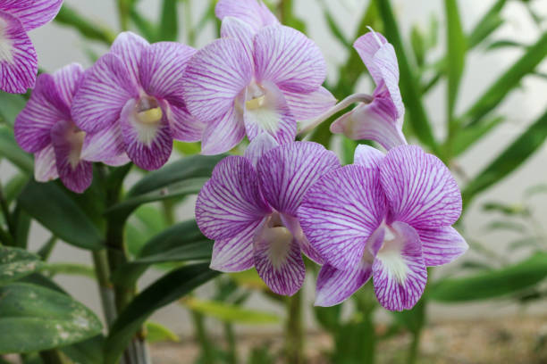 istock Delicate pink orchid flowers, bright and captivating, highlighted 2193972122