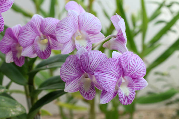 istock Stunning bright pink orchid flowers, vibrant and elegant 2193972124
