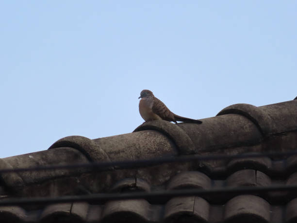 istock A zebra dove perched on a roof tile 2193972257