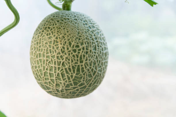 Closeup to Fresh green melon in greenhouse