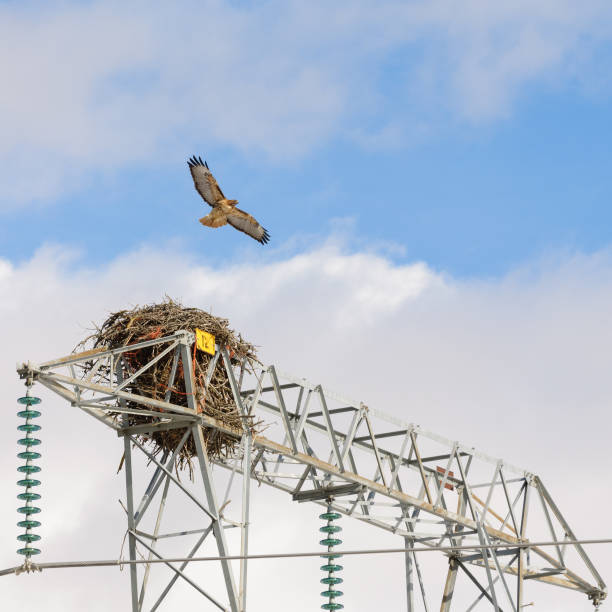 istock Adult Red-tailed Hawk and nest 2193974157