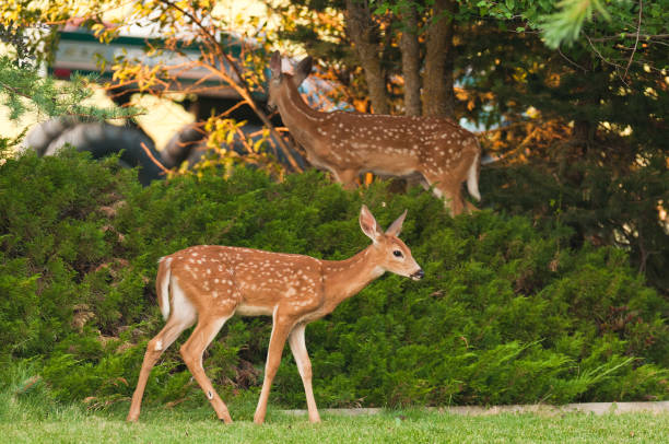 istock Whitetail fawn 2193974405