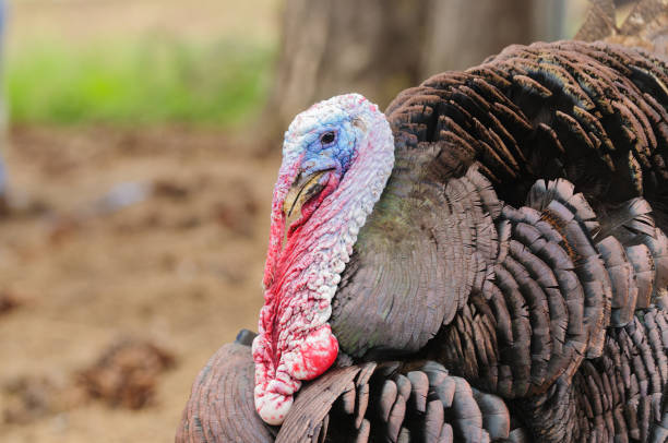istock closeup of a male turkey 2193974874