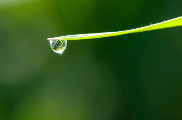 Beauty in nature  waterdrop with green grass, taken with macro photography.