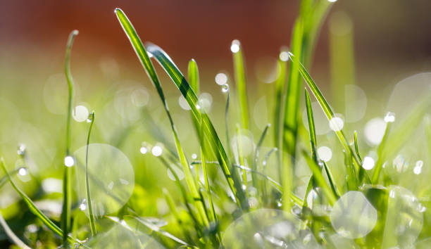 istock A field of grass with raindrops on it 2193975972