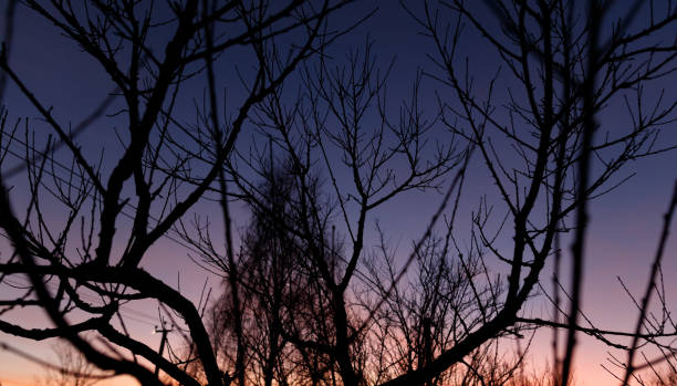 A tree with branches that are silhouetted against the sky