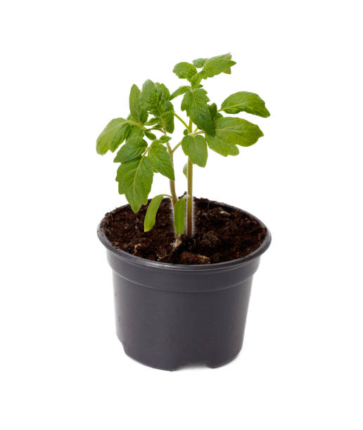 istock A small plant is in a black plastic pot 2193976193