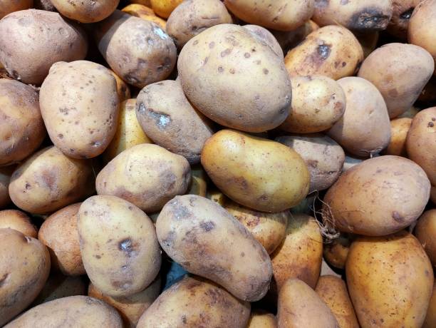 istock A pile of assorted potatoes with rough, brownish skin 2193976220
