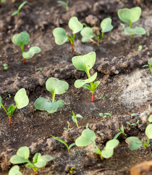 istock A bunch of small plants are growing in the dirt 2193976268