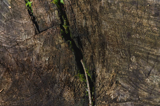 istock Nature's intricate details captured within a wooden surface 2193976500