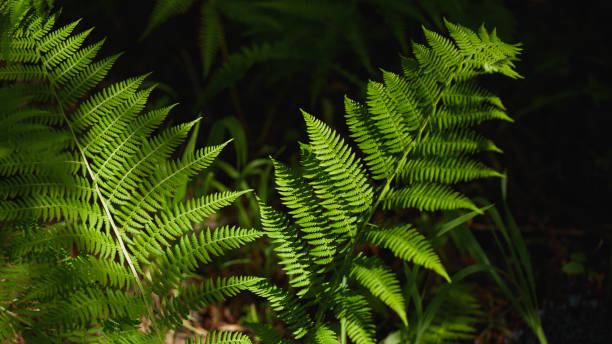 istock Lush green ferns growing in a tranquil forest setting during daylight hours 2193976522