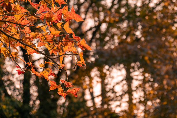 Imperfect red maple leaves under a sunny sky