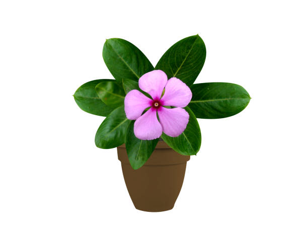 Catharanthus roseus or Madagascar periwinkle pot plant with flowers isolated on white background