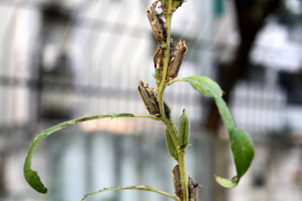istock Sesame (Sesamum indicum) plant with immature (green) and mature (brown) seed pods. 2193978660