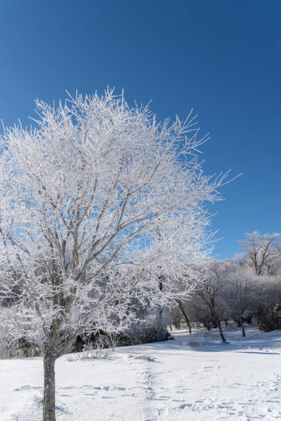 istock Beautiful frosted trees and blue sky 2193979359