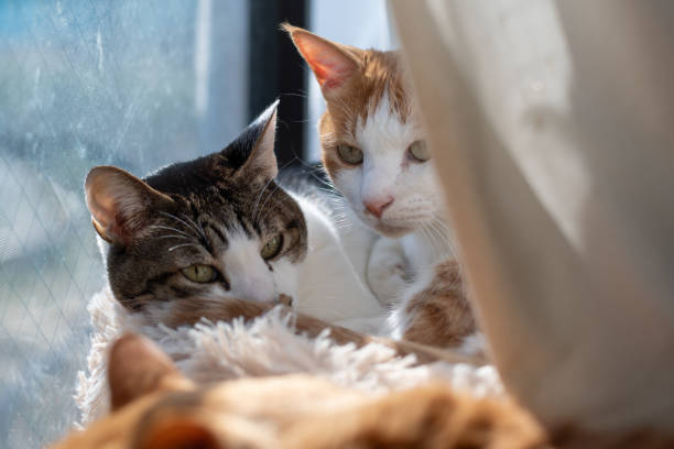 istock Two cats relaxing by the window 2193979760