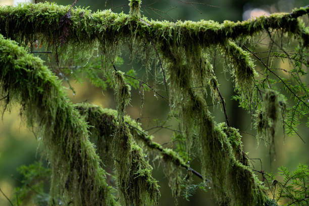 Moss and lichen thrive on branches of a hemlock tree in a temperate rainforest, part of the larger coastal rainforest ecosystem found along the Pacific Northwest.  The region's cool, wet climate features lush vegetation, towering trees, and dense undergrowth.  Mt. Seymour Provincial Park, North Vancouver, British Columbia, Canada.