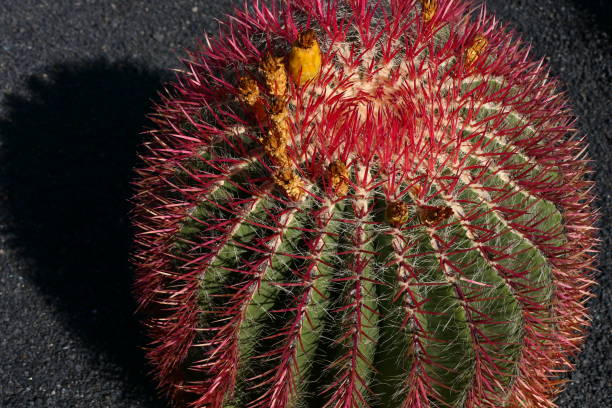 Cactus, Lanzarote, Canary Islands