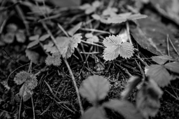 plant growing in the weeds