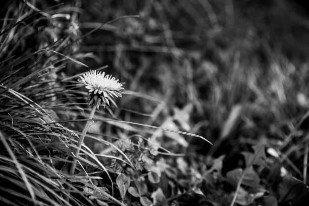 The fuzz of the dandelion.