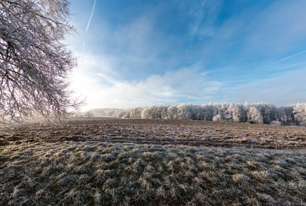 Serene winter landscape featuring a frost-covered rural field flanked by snow-dusted trees under a clear blue sky. Vysocina Czech Republic.