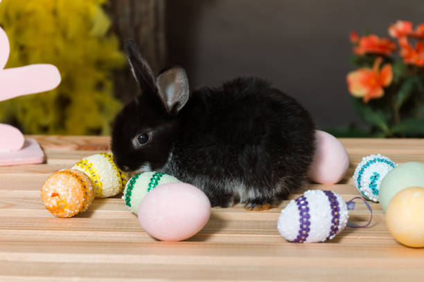 Funny little black rabbit is sitting among the Easter eggs