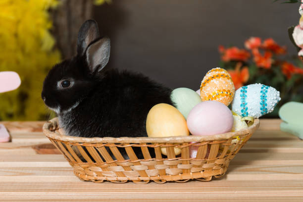 Easter card with black rabbit and colorful decorated chicken eggs