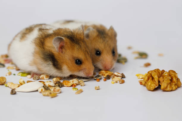 Two pet cute hamster with seeds on white background, closeup portrait