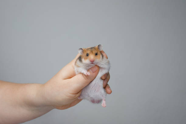 istock Small male hamster in hand on white background 2193989770