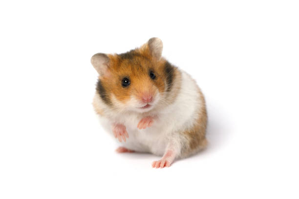 Pets Syrian Hamsters, on a light background.