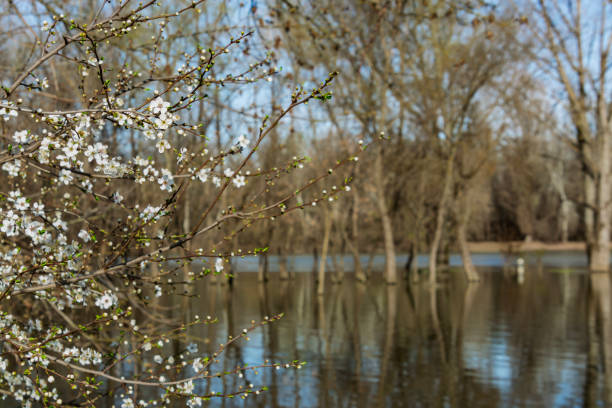 Flooded harbor in the Tisza river in Csongrad