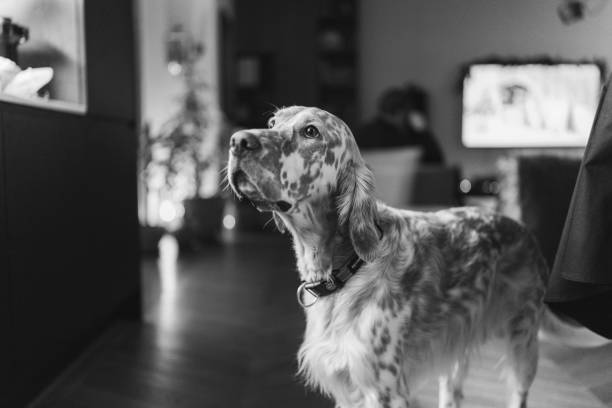 English Setter looking