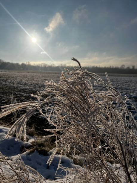 istock Frozen plants at the edge of the field 2193992114