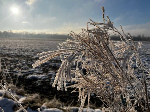 istock Frozen plants at the edge of the field 2193992120