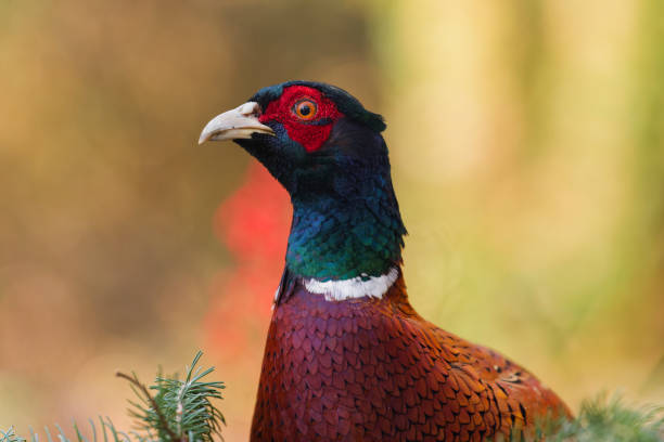 portrait of male pheasant