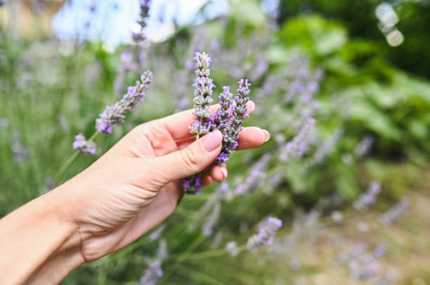 istock Lavender plant in garden. 2193992337