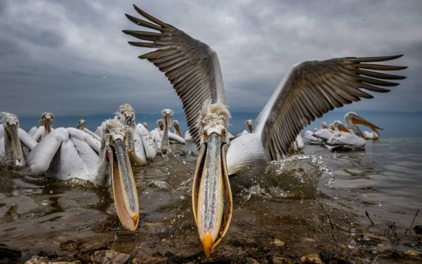 istock Pelicans in Action at the Lake 2193992366