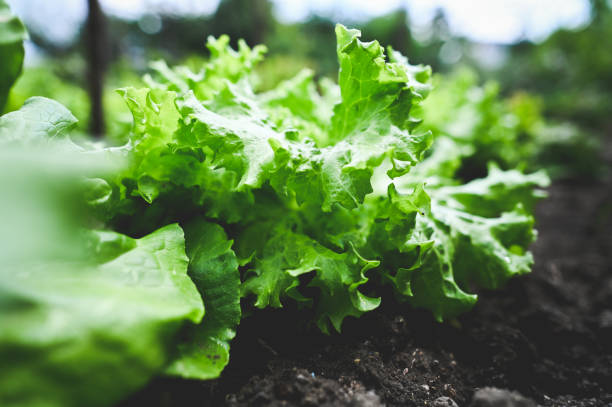 Lettuce seedlings in sowing plugs in a greenhouse at a plant nursery.