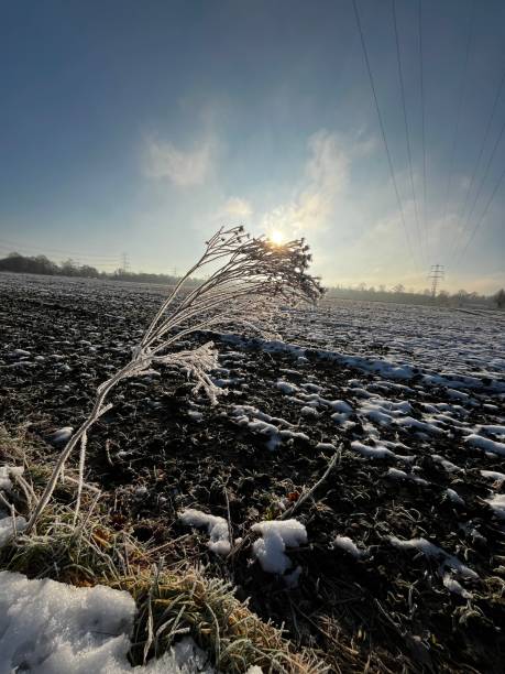 istock Frozen plants at the edge of the field 2193993058