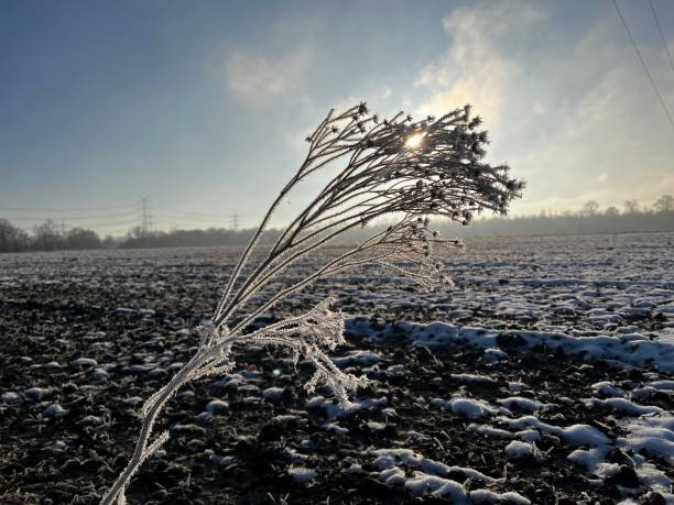 istock Frozen plants at the edge of the field 2193993085