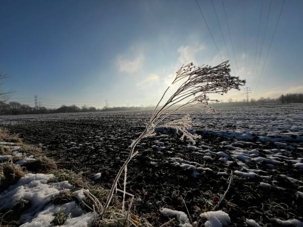 istock Frozen plants at the edge of the field 2193993090