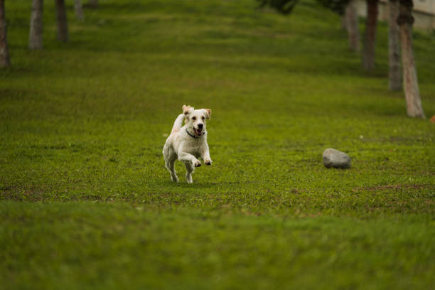 A joyful golden retriever dog runs with a stick in its mouth, playing fetch in a grassy field surrounded by trees. A perfect moment of fun and nature captured